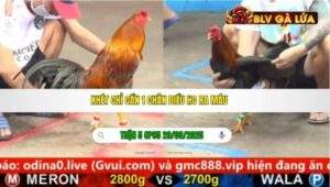 TRẬN 5 CPC5 NGÀY 29/08/2025