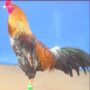 Biên tập viên Xám Thần