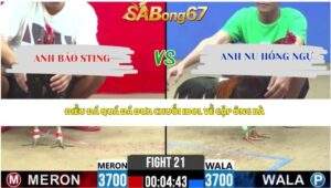 GÀ CHUỐI ANH BẢO STING XỔ 1 TỶ