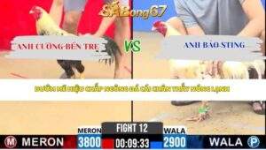Trận 12 Bồ CPC2 24/4/2026