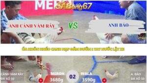 Trận 2 bồ Xà Xía 16/4/2026