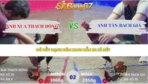 Trận 2 bồ Xà Xía 18/4/2026
