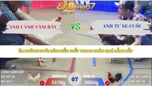 Trận 7 bồ Xà Xía 16/4/2026