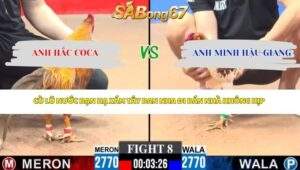 Trận 8 bồ CPC3 27/4/2026