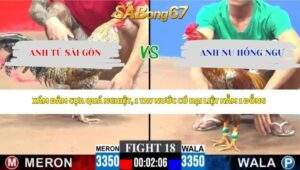 Trận Gà Anh Nu Hồng Ngự xổ 500 triệu
