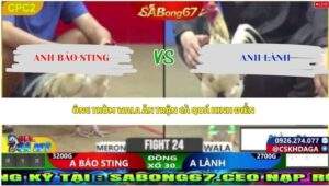 Trận gà Úa của anh Bảo Sting chạy rồi đá lại chấp 2 cựa trên