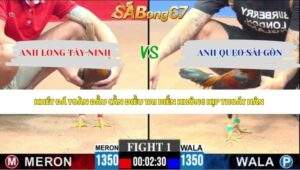 Trận 1 Gà Tre bồ C3 2/5/2026