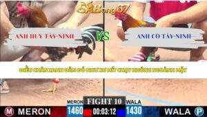 Trận 10 Gà Tre bồ C3 9/5/2026
