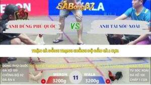Trận 11 bồ Xà Xía 7/5/2026