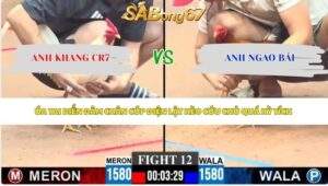 Trận 12 Gà Tre bồ C3 23/5/2026