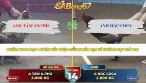 Trận 14 bồ Thường Phước 24/5/2026