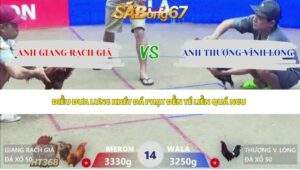 Trận 14 bồ Xà Xía 3/5/2026
