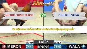 Trận 2 bồ CPC2 29/5/2026