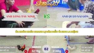 Trận 2 bồ Xà Xía 2/5/2026