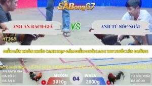 Trận 4 bồ Xà Xía 12/5/2026