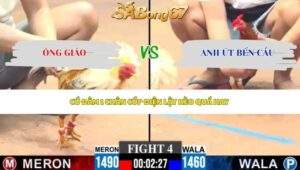 Trận 4 Gà Tre bồ C3 16/5/2026