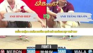 Trận 5 bồ CPC2 15/5/2026