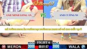 Trận 6 bồ CPC3 24/5/2026