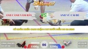 Trận 6 bồ Xà Xía 7/5/2026