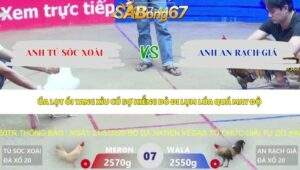 Trận 7 bồ Xà Xía 12/5/2026