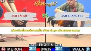 Trận 8 bồ CPC3 24/5/2026