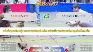Trận 8 bồ Xà Xía 12/5/2026