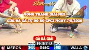 trận đấu tranh giải nhì giải gà tự do bồ CPC3 17/5/2026