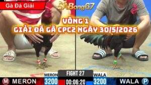vòng 1 giải đá gà C2 ngày 30/5/2026