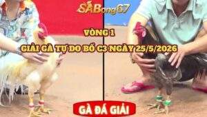 vòng 1 giải gà tự do bồ C3 ngày 25/5/2026