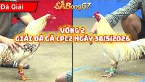vòng 2 giải đá gà C2 ngày 30/5/2026