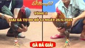 vòng 2 giải gà tự do bồ C3 ngày 25/5/2026