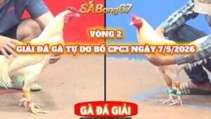 vòng 2 giải gà tự do bồ CPC3 ngày 17/5/2026