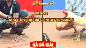 vòng 3 giải gà tự do bồ C3 ngày 25/5/2026