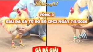 vòng 3 giải gà tự do bồ CPC3 ngày 17/5/2026