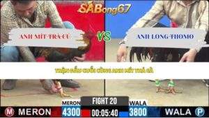 TẠM BIỆT ANH MÍT TRÀ CÚ