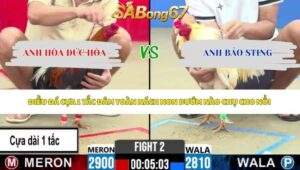 Trận 2 bồ CPC2 3/6/2026